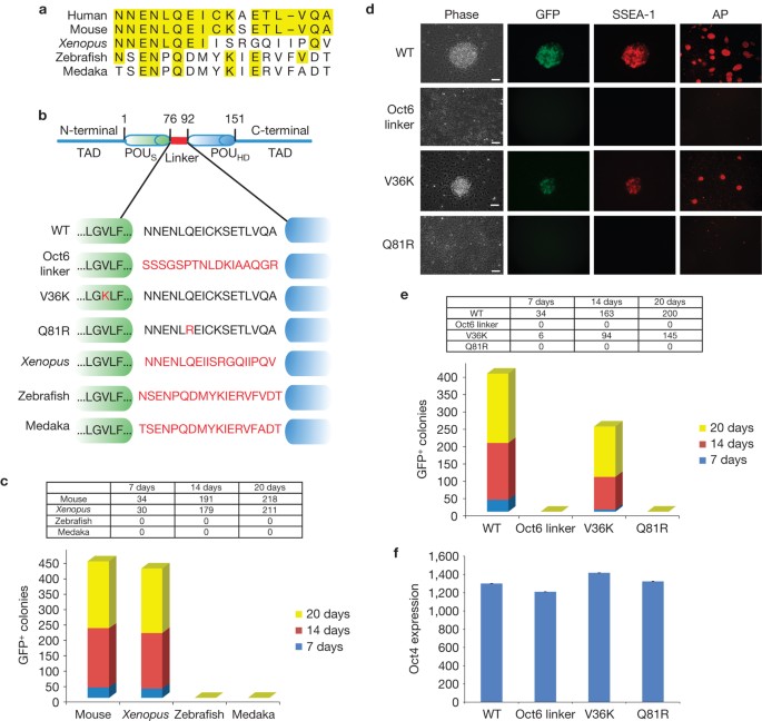 Critical POU domain residues confer Oct4 uniqueness in somatic cell  reprogramming