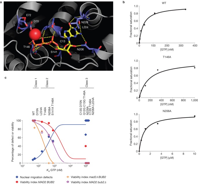 Gtp Regulates The Microtubule Nucleation Activity Of G Tubulin Nature Cell Biology Gtp Regulates The Microtubule Nucleation Activity Of G Tubulin Nature Cell Biology