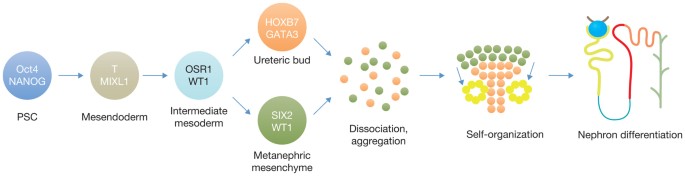 Kidney Structures Differentiated From Stem Cells Nature Cell Biology