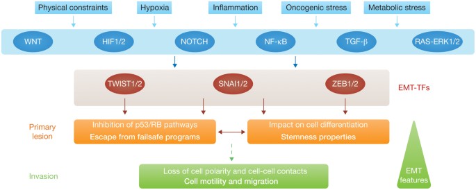 Oncogenic Roles Of Emt Inducing Transcription Factors Nature Cell Biology Oncogenic Roles Of Emt Inducing Transcription Factors Nature Cell Biology