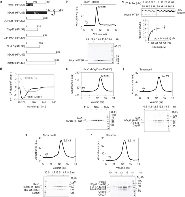 Reconstitution of the augmin complex provides insights into its architecture and function