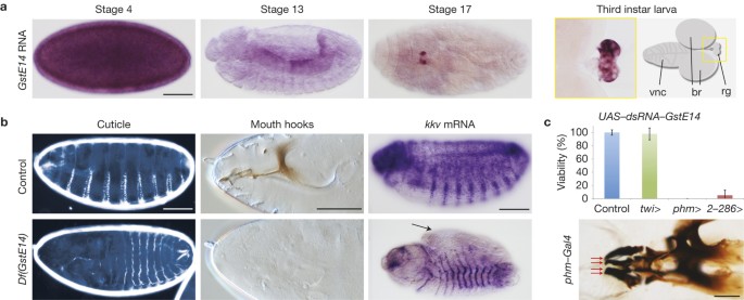 Pri peptides are mediators of ecdysone for the temporal control of development