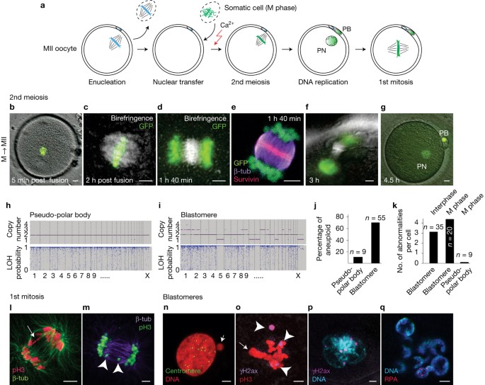Genomic Instability During Reprogramming By Nuclear Transfer Is Dna Replication Dependent Nature Cell Biology