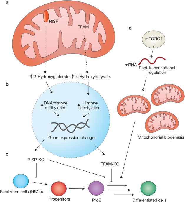 dihexa and cerebrolysin DIHEXA CAPSULES