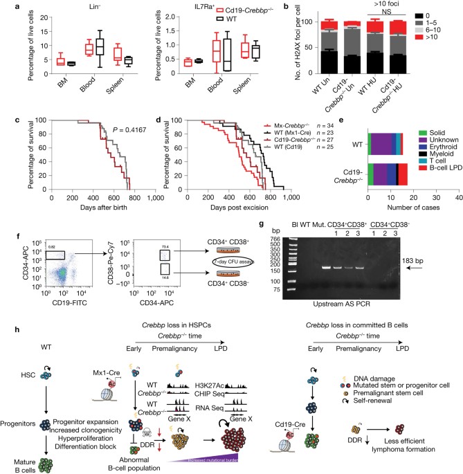 Mosaic CREBBP mutation causes overlapping clinical features of