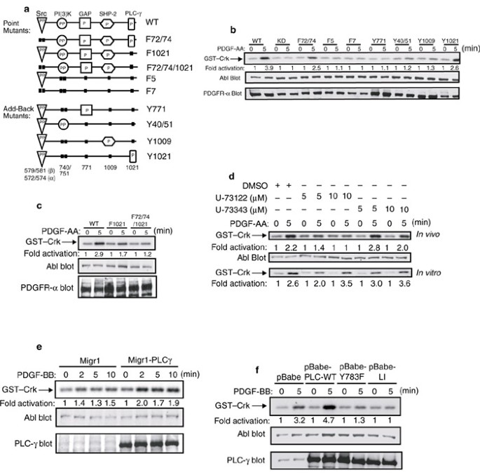 A New Link Between The C Abl Tyrosine Kinase And Phosphoinositide Signalling Through Plc G1 Nature Cell Biology A New Link Between The C Abl Tyrosine Kinase And Phosphoinositide Signalling Through Plc G1 Nature Cell Biology
