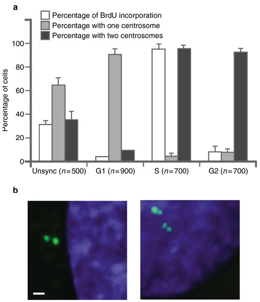 Centrosome number is controlled by a centrosome-intrinsic block to reduplication