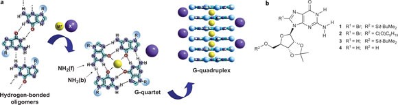 G-quadruplex self-assembly regulated by Coulombic interactions