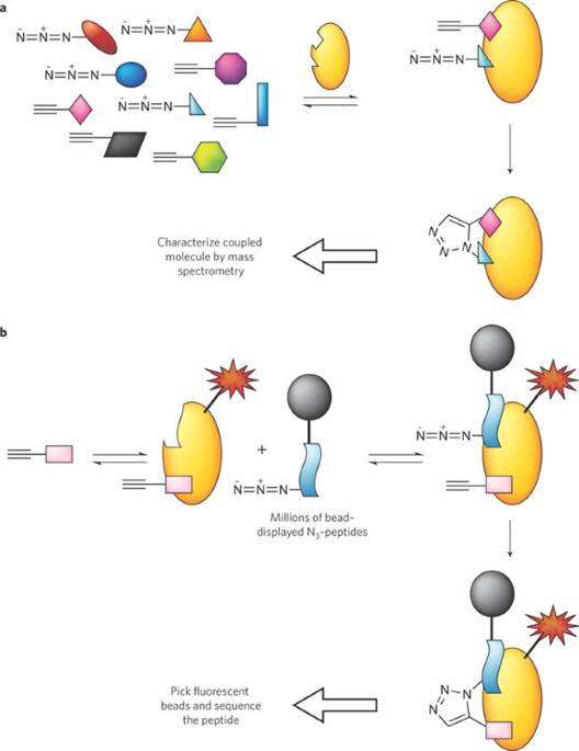 Antibody surrogates click into place