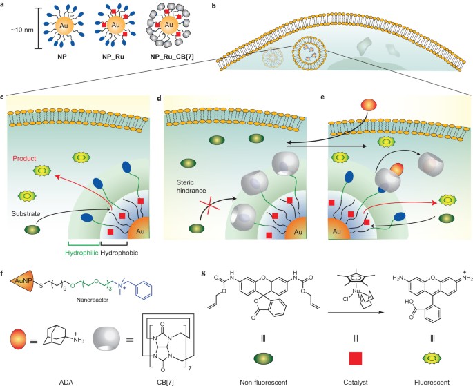 Supramolecular regulation of bioorthogonal catalysis in cells using  nanoparticle-embedded transition metal catalysts | Nature Chemistry