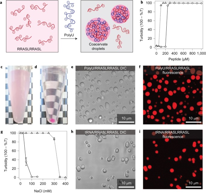 Phosphorylation-mediated RNA/peptide complex coacervation as a model for intracellular liquid organelles | Nature Chemistry