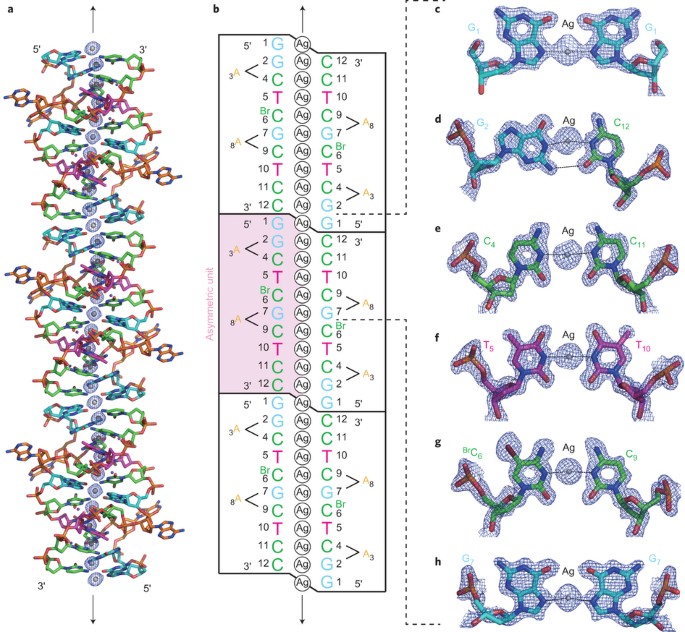 A Metallo Dna Nanowire With Uninterrupted One Dimensional Silver Array Nature Chemistry