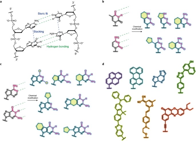 fluorescent nucleobases as tools for