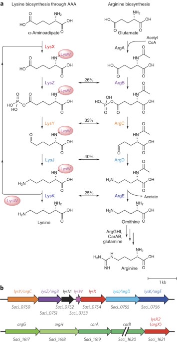 Lysine and arginine biosyntheses mediated by a common carrier protein in Sulfolobus