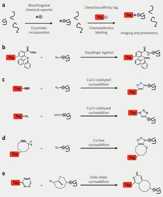 Chemical reporters for biological discovery