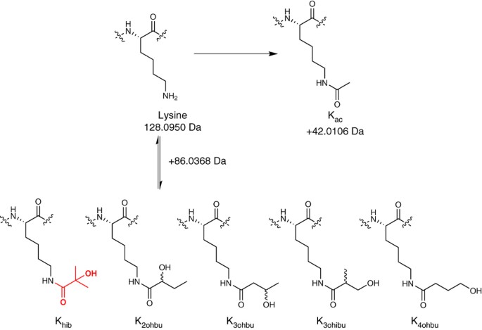 Lysine 2 Hydroxyisobutyrylation Is A Widely Distributed Active Histone Mark Nature Chemical Biology