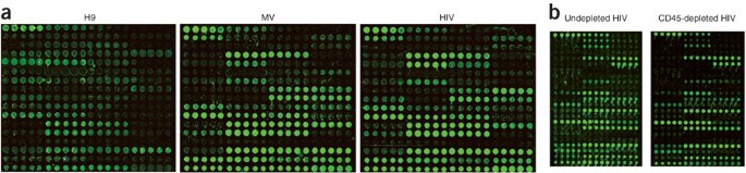 HIV-1 and microvesicles from T cells share a common glycome, arguing for a common origin