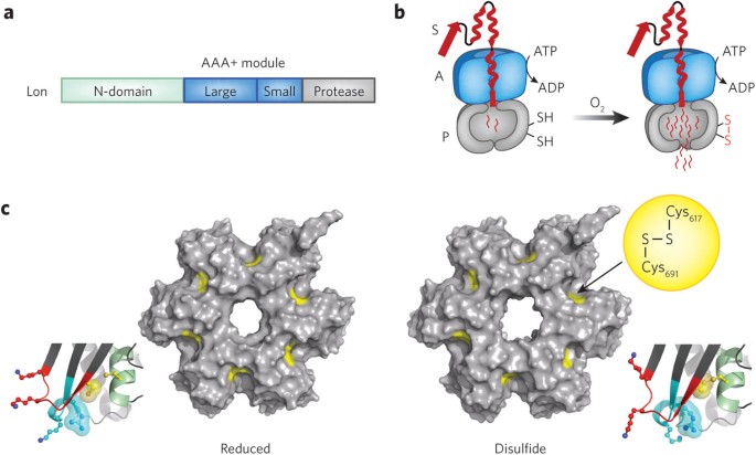 A thiol switch opens the gate | Nature Chemical Biology