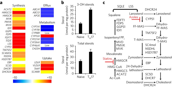 Sterol metabolism controls TH17 differentiation by generating endogenous  RORγ agonists | Nature Chemical Biology