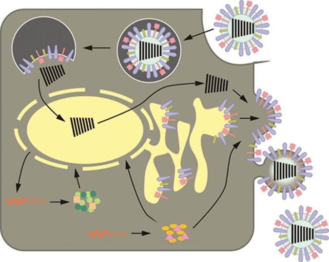 Hosting encounters | Nature Chemical Biology