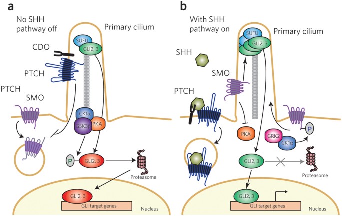 Regulation of the oncoprotein Smoothened by small molecules | Nature  Chemical Biology