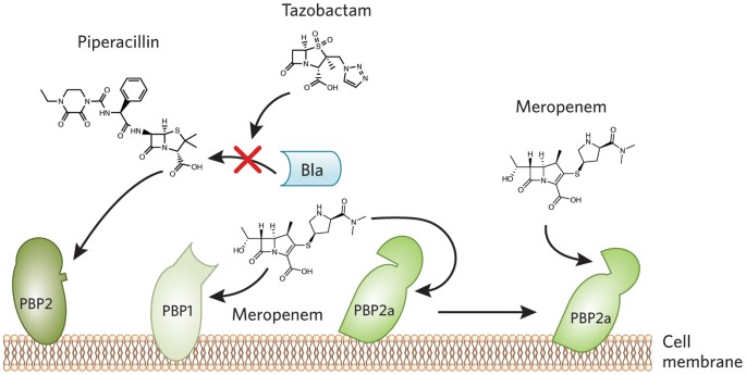 Synergistic MRSA combinations | Nature Chemical Biology