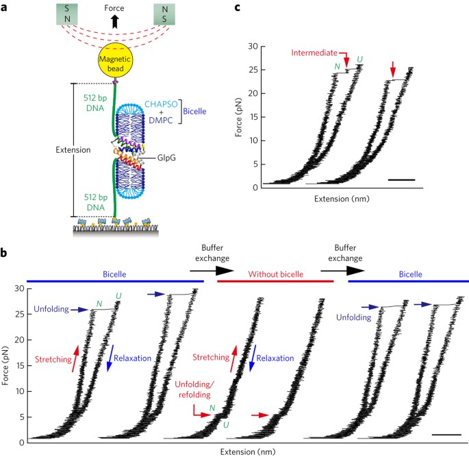 Mapping the energy landscape for second-stage folding of a single membrane protein