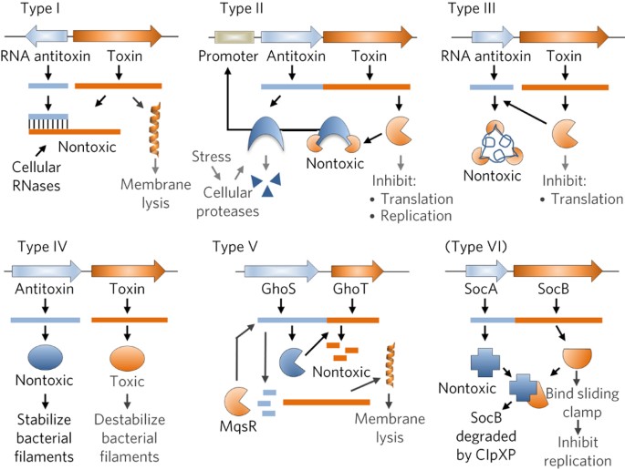 Toxin Antitoxin Systems In Bacterial Growth Arrest And Persistence Nature Chemical Biology