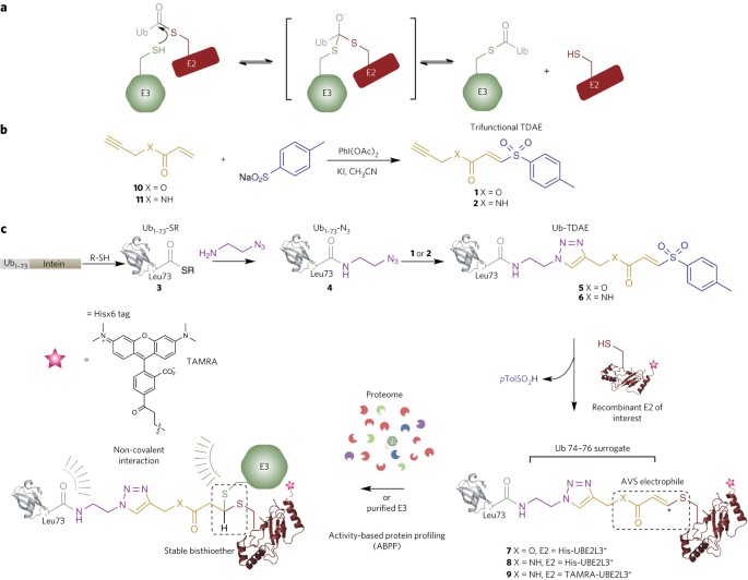 Probes Of Ubiquitin Ligases Enable Systematic Dissection Of Parkin Activation Nature Chemical Biology Probes Of Ubiquitin Ligases Enable Systematic Dissection Of Parkin Activation Nature Chemical Biology