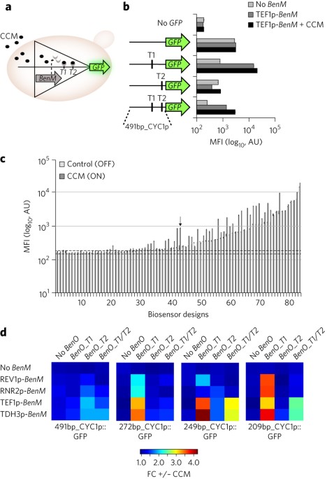 Engineering prokaryotic transcriptional activators as metabolite biosensors in yeast