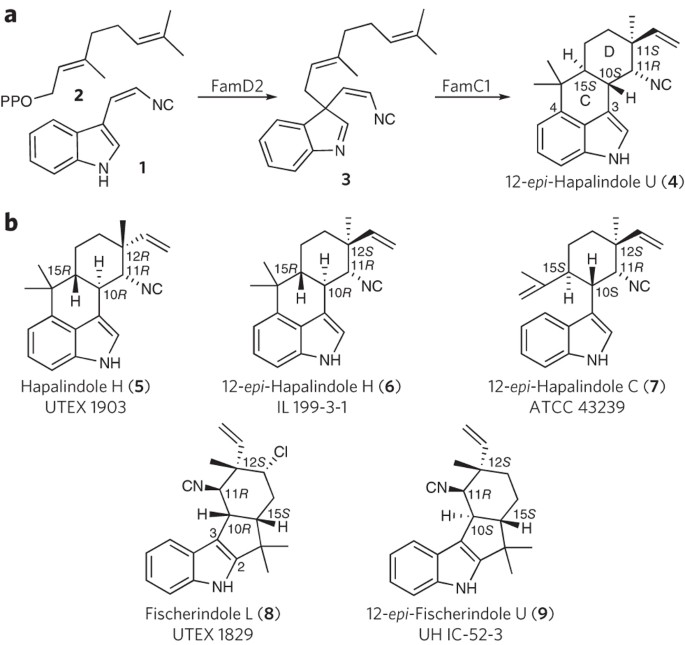 Decoding Cyclase Dependent Assembly Of Hapalindole And Fischerindole Alkaloids Nature Chemical Biology Decoding Cyclase Dependent Assembly Of Hapalindole And Fischerindole Alkaloids Nature Chemical Biology