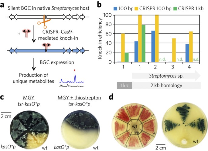 CRISPR–Cas9 strategy for activation of silent Streptomyces