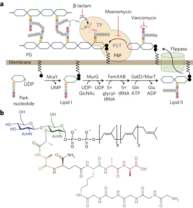 in vivo lipid ii assay 14 c Lipid II overproduction allows direct assay of transpeptidase inhibition by  β-lactams