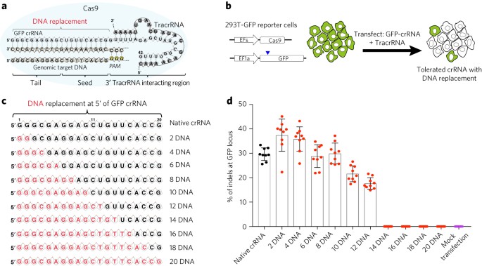 Partial Dna Guided Cas9 Enables Genome Editing With Reduced Off Target Activity Nature Chemical Biology Partial Dna Guided Cas9 Enables Genome Editing With Reduced Off Target Activity Nature Chemical Biology