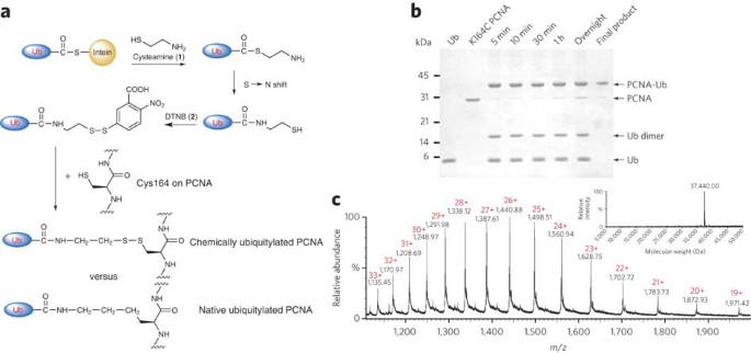 Chemically ubiquitylated pcna as a probe for eukaryotic translesion dna synthesis