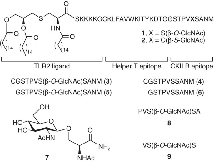 Glycopeptide Specific Monoclonal Antibodies Suggest New Roles For O Glcnac Nature Chemical Biology Glycopeptide Specific Monoclonal Antibodies Suggest New Roles For O Glcnac Nature Chemical Biology