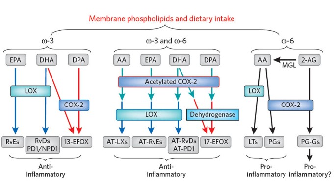 cox-2 p13 kinase adpla cna co-enzyme q10 amylase l-carnitine lipase COX-2's new role in inflammation