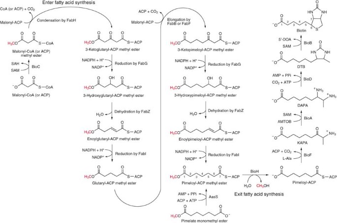 Biotin Synthesis Begins By Hijacking The Fatty Acid Synthetic Pathway Nature Chemical Biology