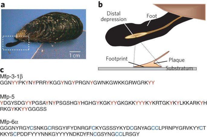 Mussel protein adhesion depends on interprotein thiol-mediated redox modulation