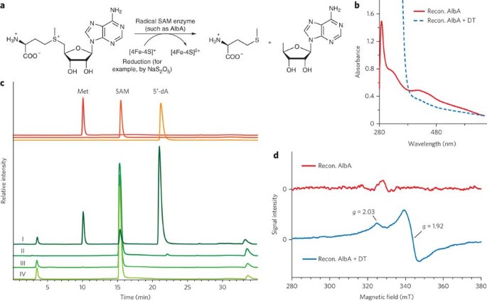 The radical sam enzyme alba catalyzes thioether bond formation in subtilosin a