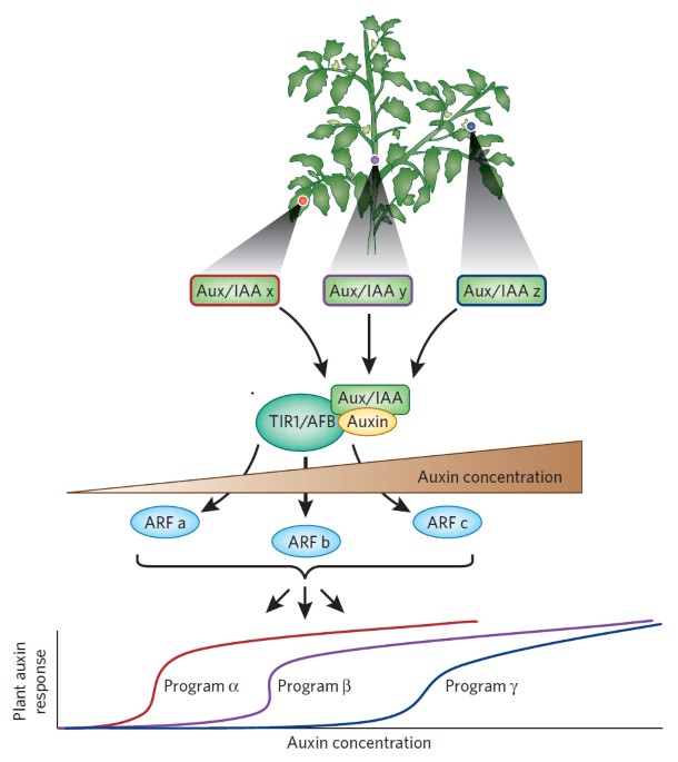 Deconstructing auxin sensing | Nature Chemical Biology