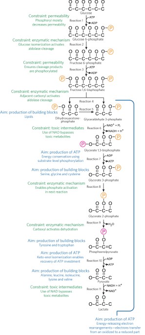 Rethinking glycolysis: on the biochemical logic of metabolic ...