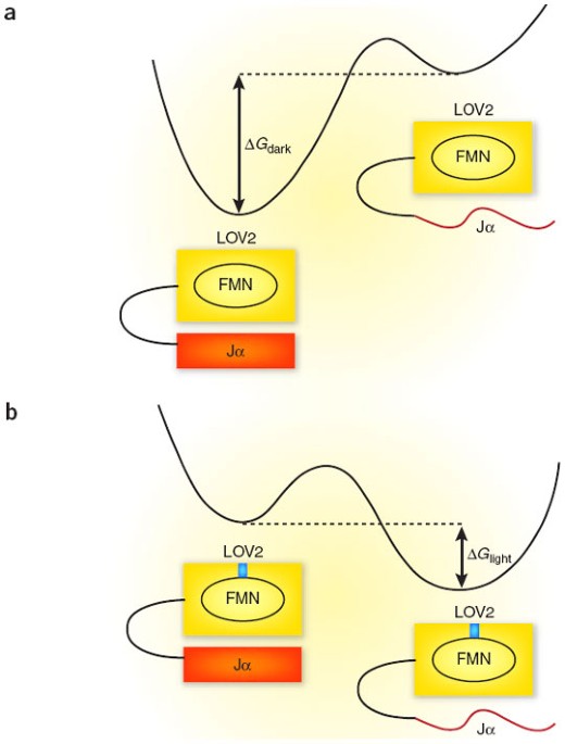 Protein dynamics under light control