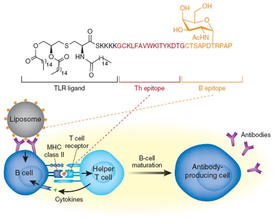 A carbohydrate vaccine exceeds the sum of its parts