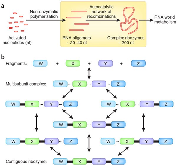 what are ribozymes