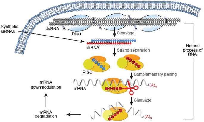 RNAi therapeutics: a potential new class of pharmaceutical drugs | Nature  Chemical Biology