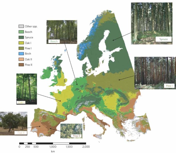 Climate change may cause severe loss in the economic value of European  forest land | Nature Climate Change