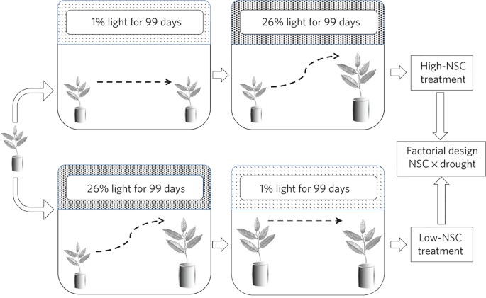 Drought survival of tropical tree seedlings enhanced by non-structural carbohydrate levels