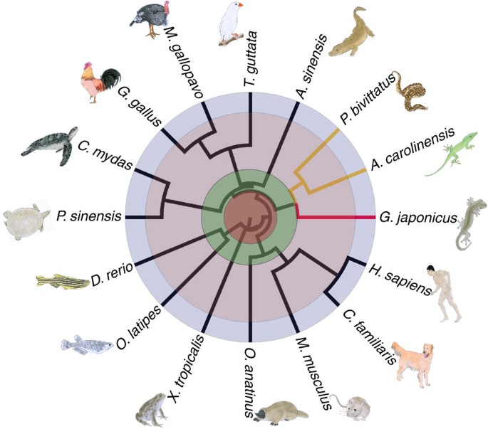 Gekko Japonicus Genome Reveals Evolution Of Adhesive Toe Pads And Tail Regeneration Nature Communications