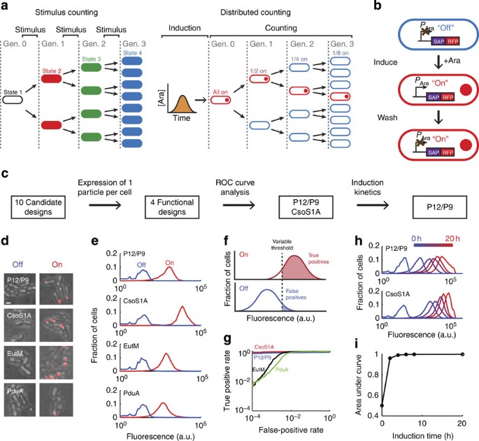 A distributed cell division counter reveals growth dynamics in the gut  microbiota | Nature Communications